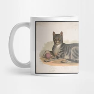 Cattus Domesticus. Vintage print edited for maximum sass. Mug